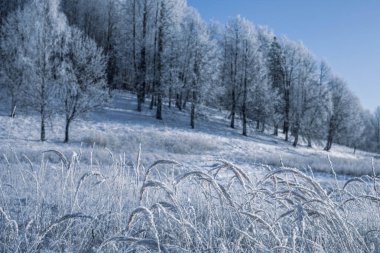 Kış Noel cennet manzarası. Ormandaki beyaz ağaçlar karla kaplı, açık havada güneşli bir günde mavi gökyüzüne doğru sürükleniyor ve kar yağışı var.