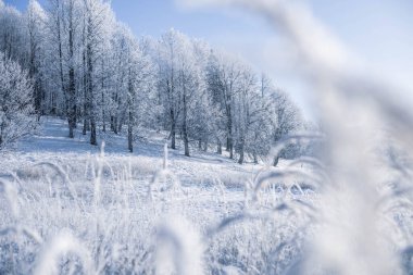 Kış Noel cennet manzarası. Ormandaki beyaz ağaçlar karla kaplı, açık havada güneşli bir günde mavi gökyüzüne doğru sürükleniyor ve kar yağışı var.
