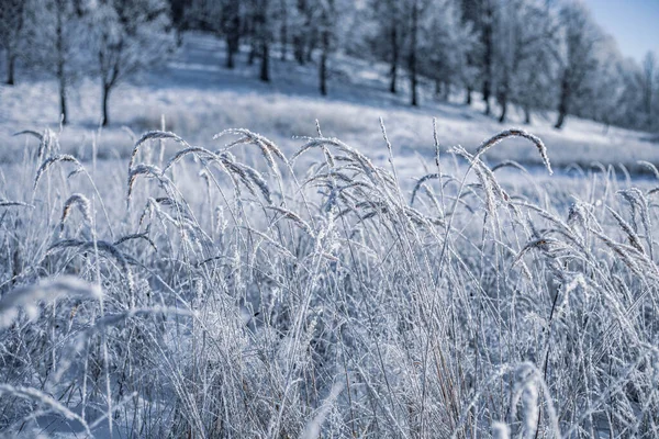 Kış Noel cennet manzarası. Ormandaki beyaz ağaçlar karla kaplı, açık havada güneşli bir günde mavi gökyüzüne doğru sürükleniyor ve kar yağışı var.