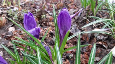 Karların altından zarif çuha çiçekleri çıktı. Baharın ilk çiçekleri