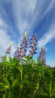 Mavi gökyüzüne karşı güzel mavi ve mor lupin çiçekleri. Güneşli yaz günü