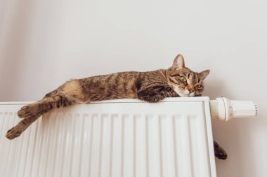 Kedi gri bir duvarın arka planında ısıtma radyatörünün üzerinde yatıyor. Kedi aküde ısınıyor.