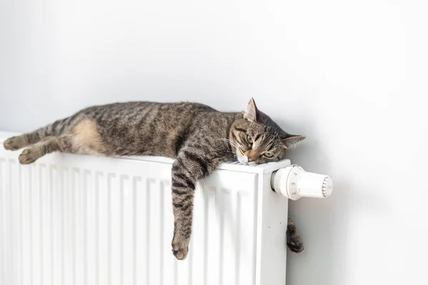 The cat lies on a heating radiator against the background of a gray wall. The cat warms up on the battery