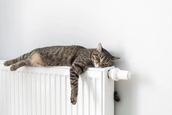 Kedi gri bir duvarın arka planında ısıtma radyatörünün üzerinde yatıyor. Kedi aküde ısınıyor.