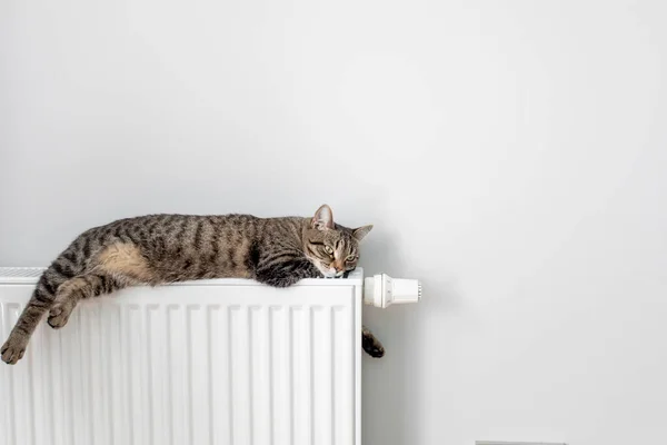 Kedi gri bir duvarın arka planında ısıtma radyatörünün üzerinde yatıyor. Kedi aküde ısınıyor.