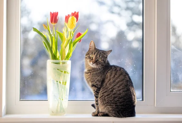 Kočka Sedí Zimním Dni Okně Dívá Okna Parapetu Jsou Tulipány — Stock fotografie