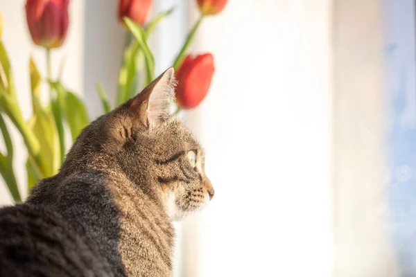 Kot Siedzi Oknie Zimowy Dzień Patrzy Przez Okno Parapecie Tulipany — Zdjęcie stockowe