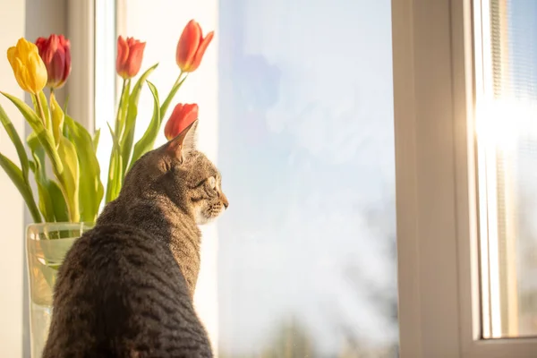 Kočka Sedí Zimním Dni Okně Dívá Okna Parapetu Jsou Tulipány — Stock fotografie