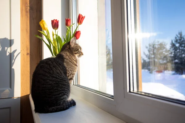 Gato Sienta Ventana Día Invierno Mira Por Ventana Hay Tulipanes — Foto de Stock