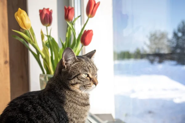 Kot Siedzi Oknie Zimowy Dzień Patrzy Przez Okno Parapecie Tulipany — Zdjęcie stockowe