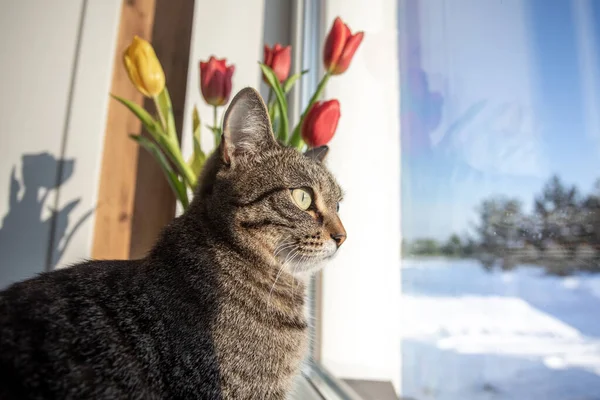 猫は冬の日に窓の上に座って窓の外を見る 窓にチューリップがある — ストック写真