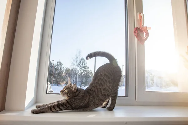 Gato Sienta Ventana Día Invierno Mira Por Ventana Hay Tulipanes —  Fotos de Stock