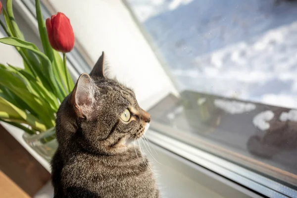 Kucing Itu Duduk Jendela Pada Hari Musim Dingin Dan Melihat — Stok Foto