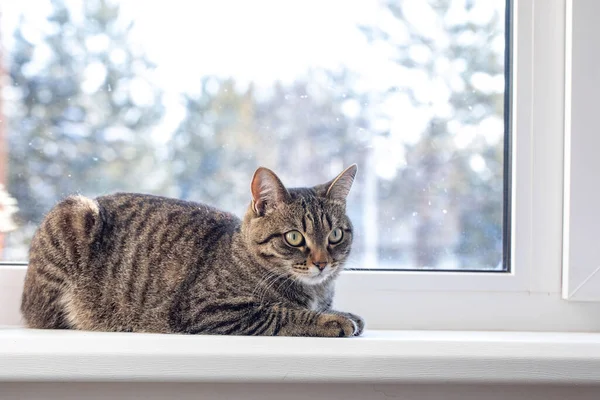 고양이는 겨울에 창문에 내다본다 창턱에 있습니다 — 스톡 사진
