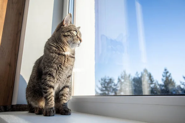 Kedi bir kış günü pencereye oturur ve pencereden dışarı bakar. Pencere kenarında laleler var.