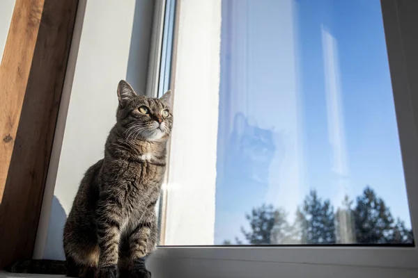 Kočka Sedí Zimním Dni Okně Dívá Okna Parapetu Jsou Tulipány — Stock fotografie