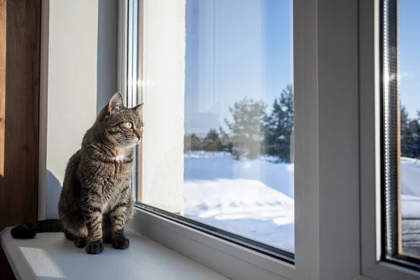 Kedi bir kış günü pencereye oturur ve pencereden dışarı bakar. Pencere kenarında laleler var.