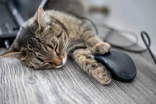 Gato Cinzento Está Dormindo Mesa Tem Rato Computador Pata — Fotografia de Stock