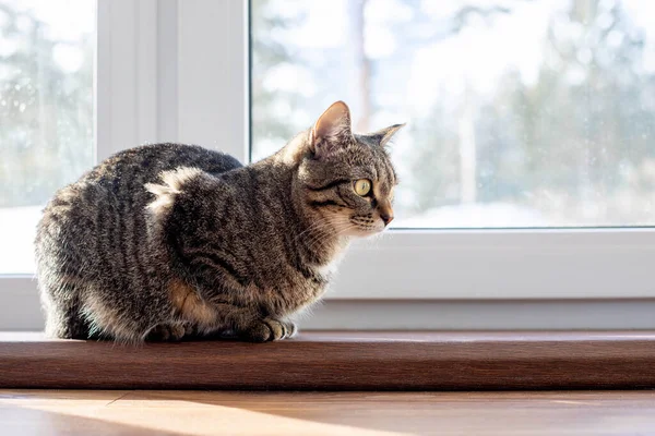 Die Katze Liegt Auf Dem Fenster Winter Vor Dem Fenster — Stockfoto