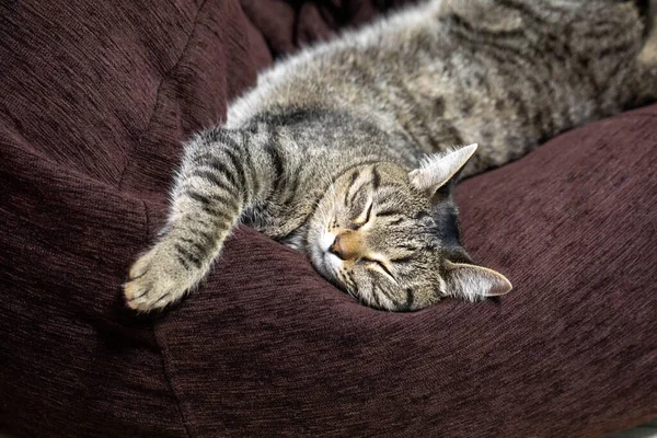 Gato Dorme Chão Travesseiro Casa Gato Cinzento Sonhos Doces — Fotografia de Stock