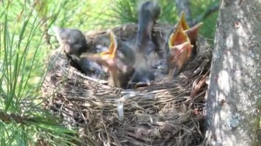 Dallardan, yapraklardan ve sopalardan oluşan bir kuş yuvasında beş aç yavru tüylü başlarını kaldırıyor ve bir ağaç dalında yemeye hazır sarı gagalarını ve ağızlarını açıyor.