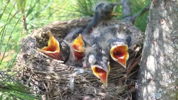 木の枝に食べる準備ができて 彼らの羽の頭を上げ 黄色のくちばしと口を開きます — ストック動画