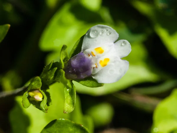 Макрос білі квіти — стокове фото