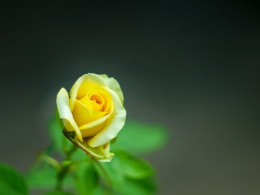 Tatlı sarı gül 