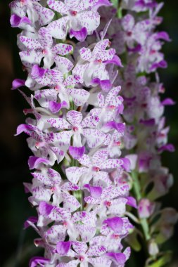 Closeup Tilki kuyruğu orkide