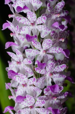 Closeup Tilki kuyruğu orkide