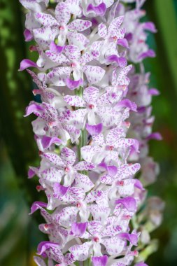 Closeup Tilki kuyruğu orkide