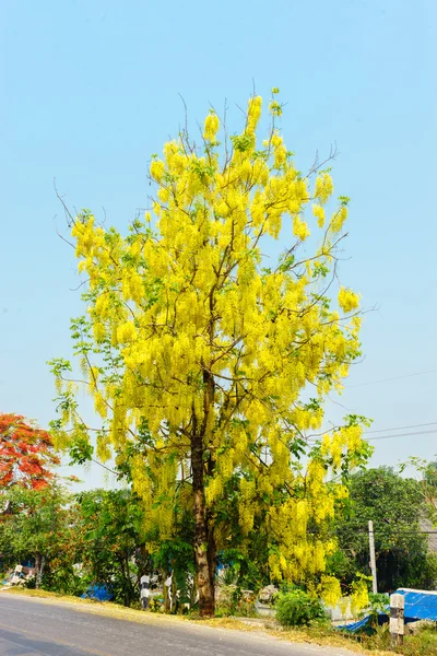Yellow flower on tree — Stock Photo, Image