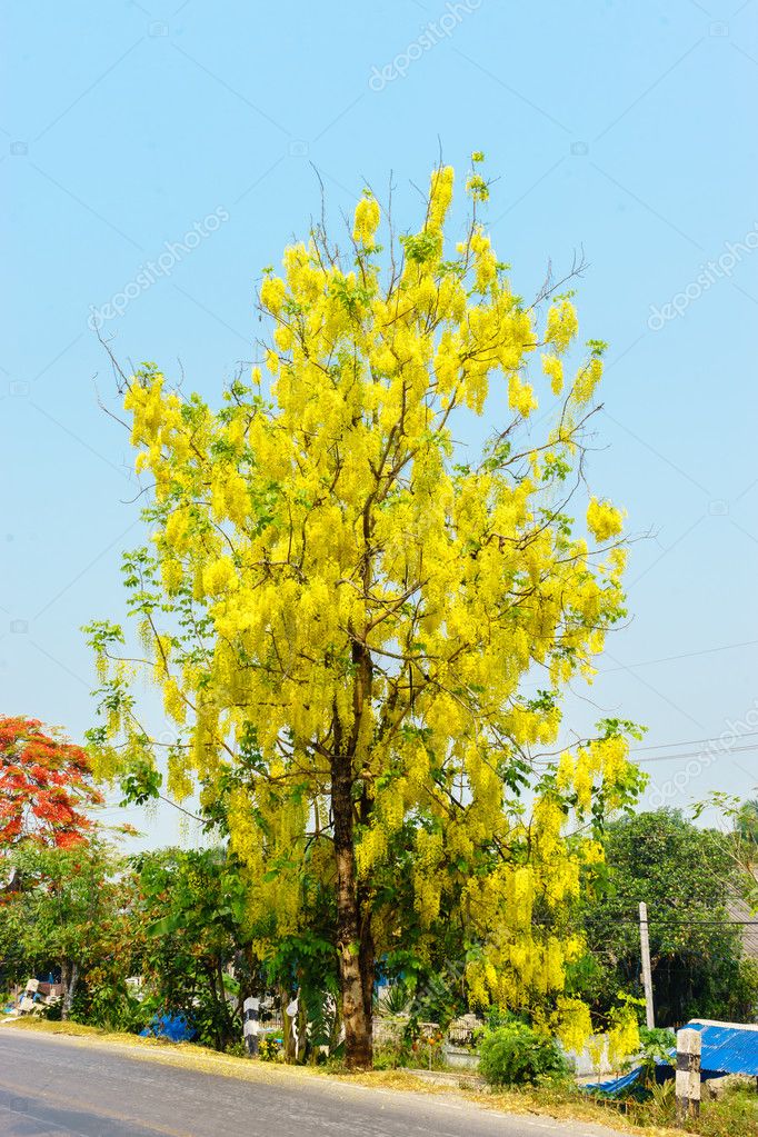 Fleur Jaune Sur Arbre Photographie Gob6680gmailcom