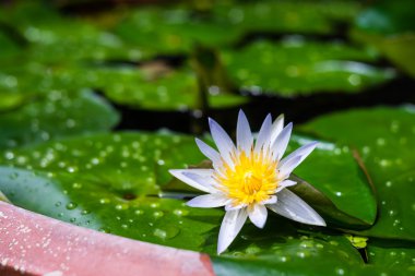 Mor Lotus çiçek bahçesinde