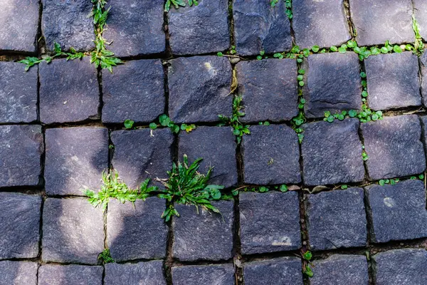 Gatan block med gräs eller mossa — Stockfoto