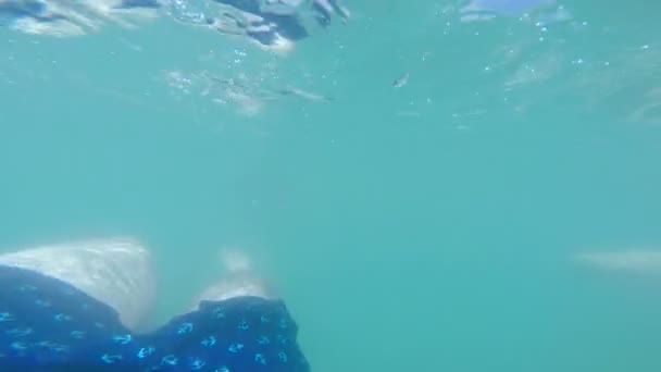 Beau garçon nageant dans l'eau chaude cyan . — Video