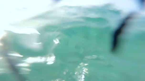 Snorkelen in de prachtige zee. — Stockvideo