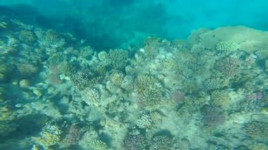 güzel denizde dalış.