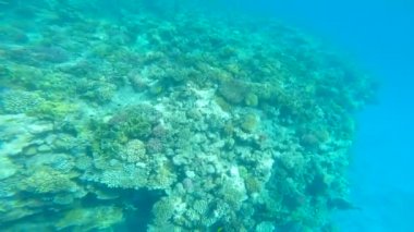 güzel denizde dalış.