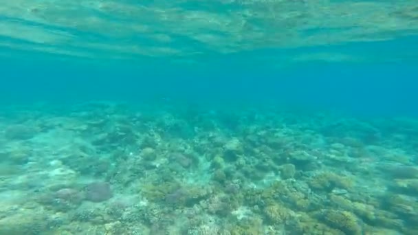 Nurkowanie w morzu piękne. — Wideo stockowe