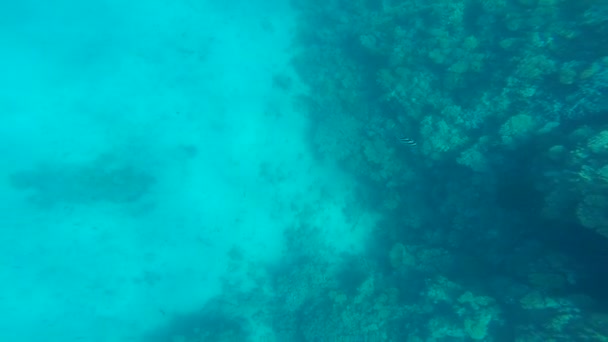 Šnorchlování v krásné moře. — Stock video