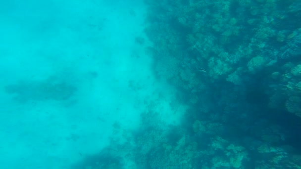 Snorkelen in de prachtige zee. — Stockvideo