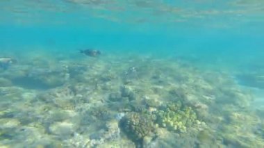 güzel denizde dalış.