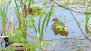 Göldeki ördekler.