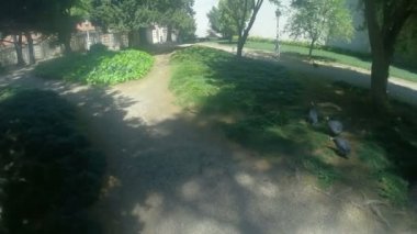 Gine nehirlerdeki açık hava.