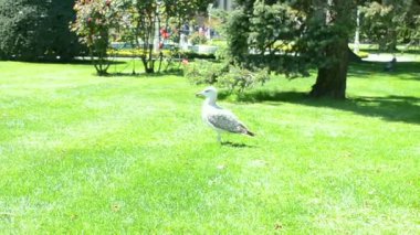 çimenlerin üzerinde martı.