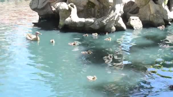 Утки в пруду. — стоковое видео