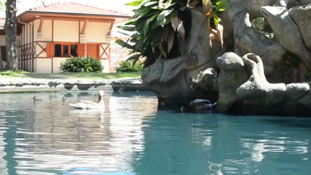 Patos na lagoa. — Vídeo de Stock