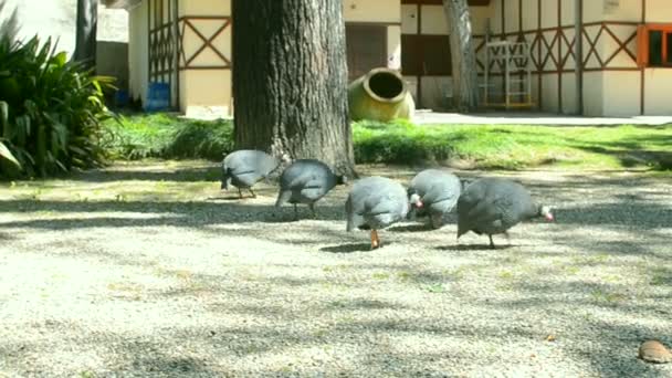 Guinea Fowls on the open air. — Stock Video