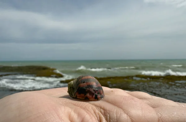 Kumsalın kayalık kıyılarında kabuğunda bir el tutulan keşiş yengecinin yakın çekimi.
